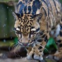 slides/_MG_4108.jpg wildlife, feline, big cat, cat, predator, fur, marking, clouded, leopard WBCS5 - Clouded Leopard